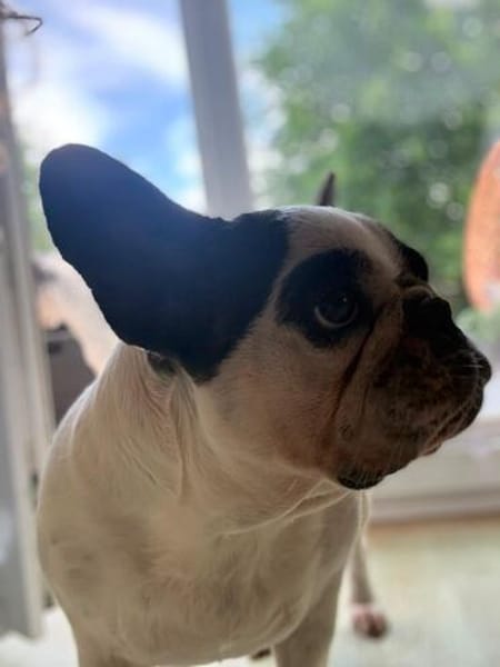 Amy - Familie gesucht