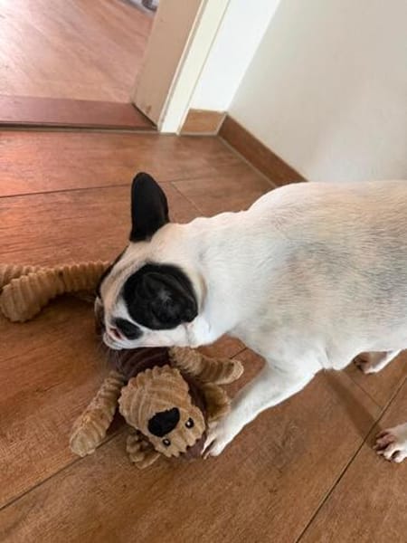 Amy - Familie gesucht