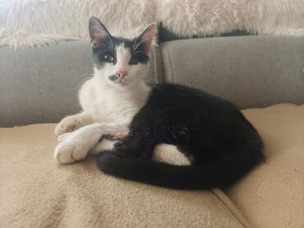 Unser bildhübscher Traumkater Liam sucht ein Zuhause