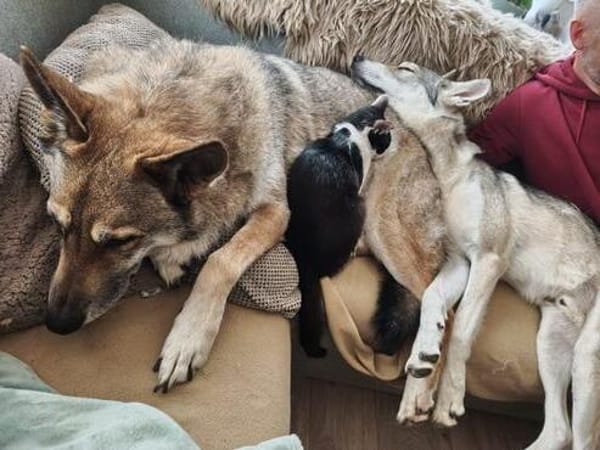 Unser bildhübscher Traumkater Liam sucht ein Zuhause