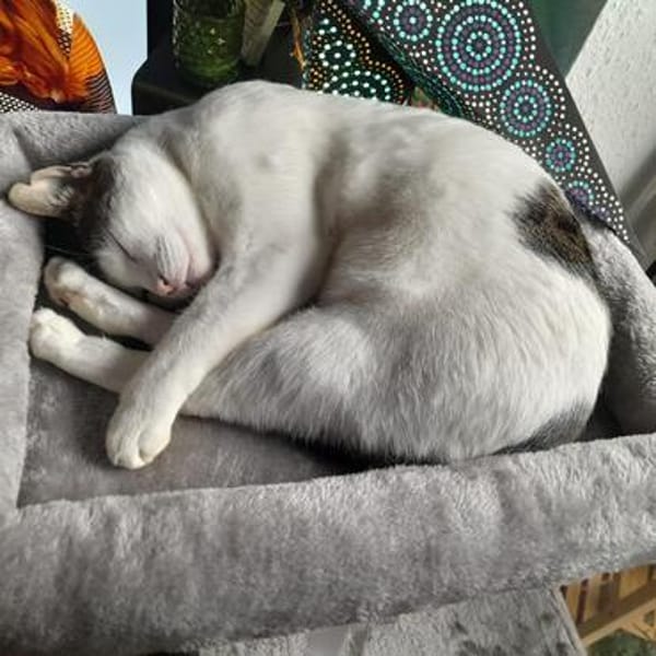 Trollo sucht liebe Menschen mit Katzenverstand