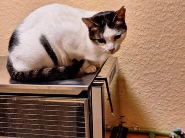 Trollo sucht liebe Menschen mit Katzenverstand