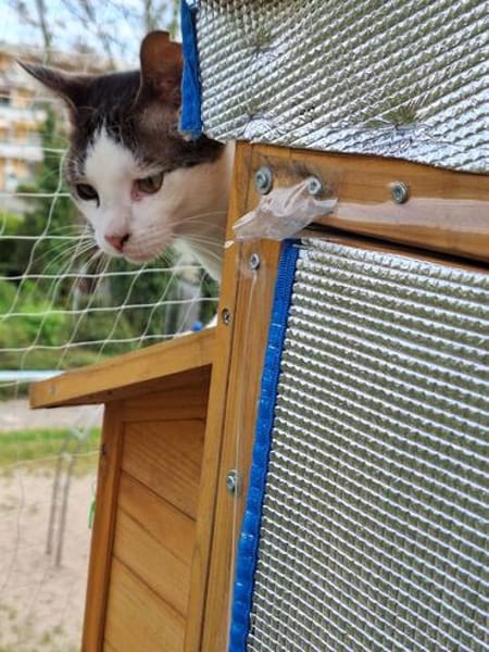 Trollo sucht liebe Menschen mit Katzenverstand