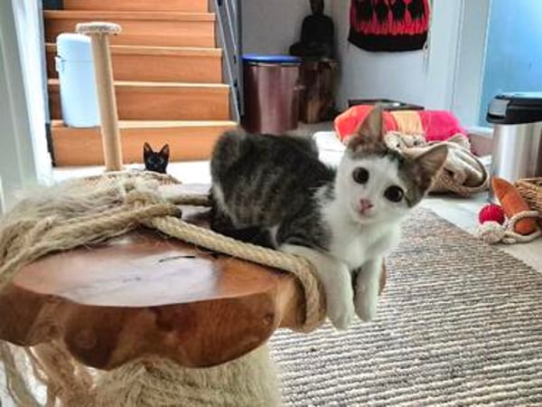 Momo & Luna suchen gemeinsam ein Zuhause