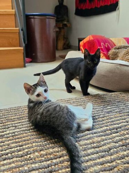 Momo & Luna suchen gemeinsam ein Zuhause