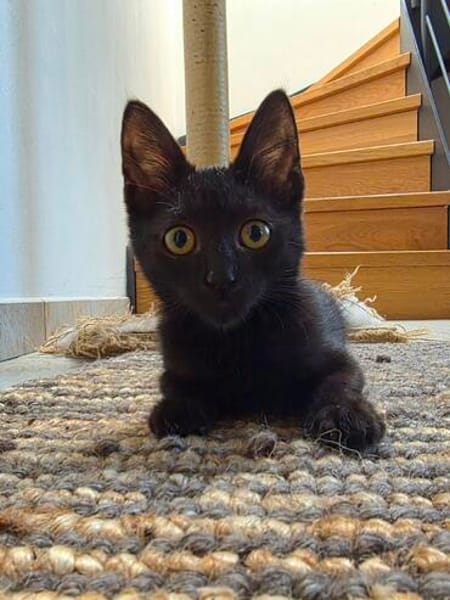 Momo & Luna suchen gemeinsam ein Zuhause