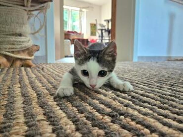 Momo & Luna suchen gemeinsam ein Zuhause