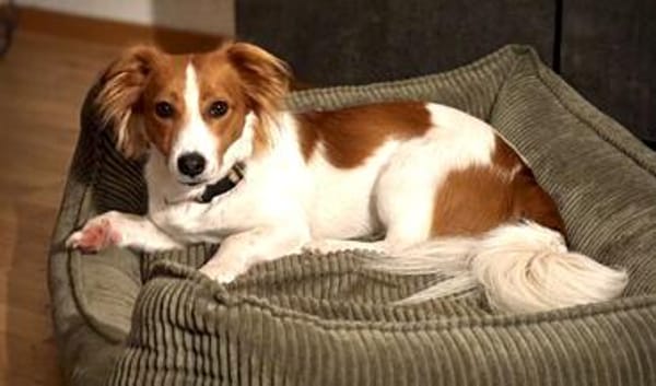 FRANKIE sucht endlich seine Familie