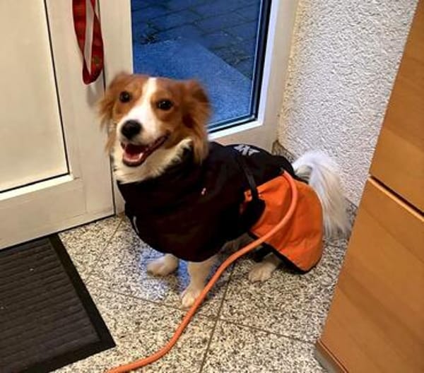 FRANKIE sucht endlich seine Familie
