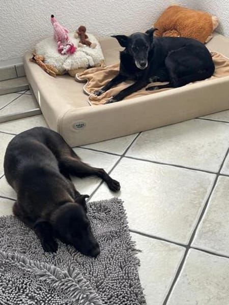 Die liebe blinde Kassiopeia sucht eine ruhige Familie...