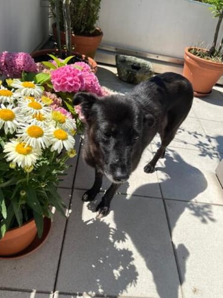 Die liebe blinde Kassiopeia sucht eine ruhige Familie...