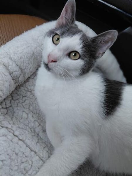Silvan  Traumkater sucht ein Zuhause