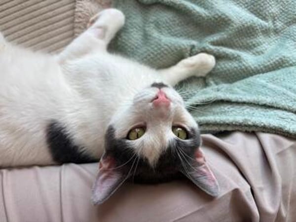 Silvan  Traumkater sucht ein Zuhause