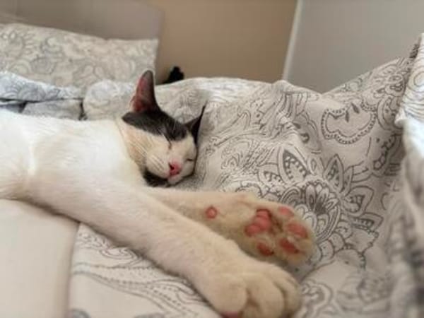 Silvan  Traumkater sucht ein Zuhause
