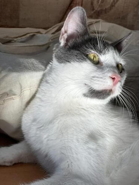 Silvan  Traumkater sucht ein Zuhause