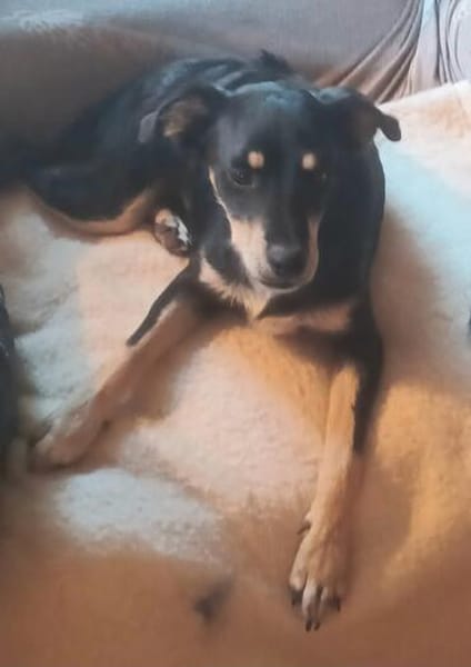 Vico 💛💛💛 ist ein lieber kleiner Hundebub