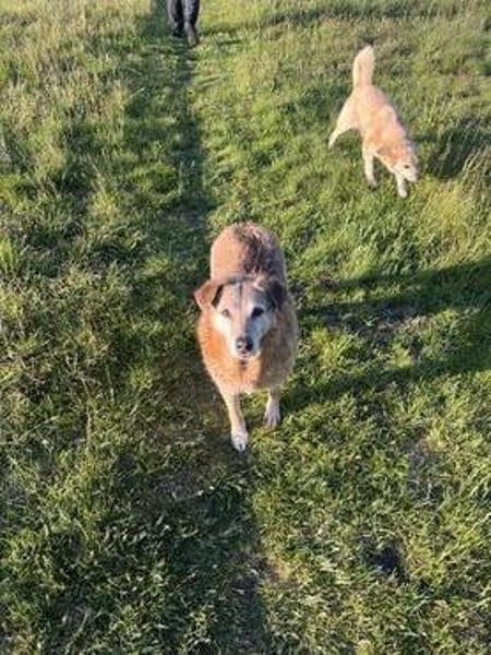 Dauerhafter Pflegeplatz für Seniorin BUNI gesucht!