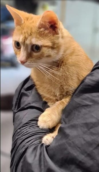 Ginger Rotes Traumkätzchen sucht ihr Traumzuhause