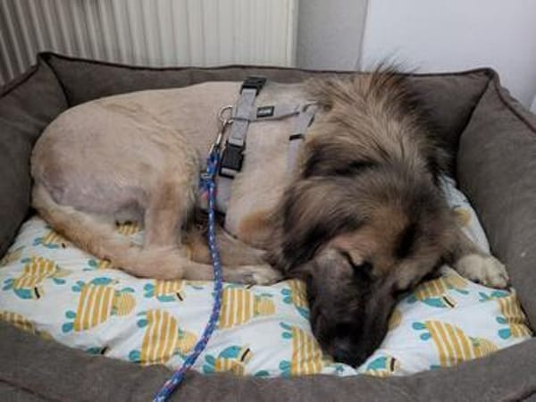 TRUFFLES-wunderschöner Herden-Mix-Rüde