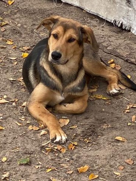 Laika unsere hübsche Hündin