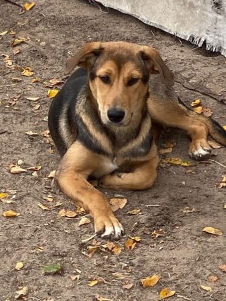 Laika unsere hübsche Hündin