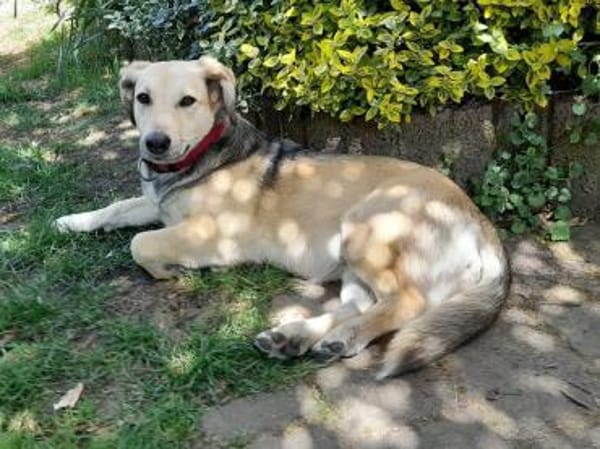 MABLE-anhängliche, liebevolle Hündin