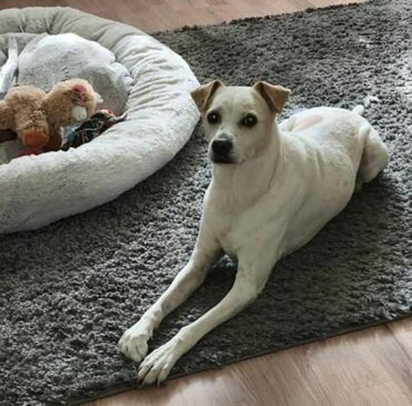 Coco, freundlich, aktiv, verschmust