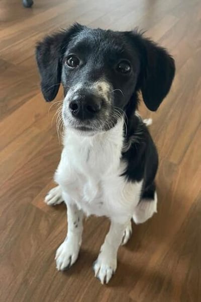 Süße♥Suki♥ wartet in 32130 Enger auf ihre Für-Immer-Menschen