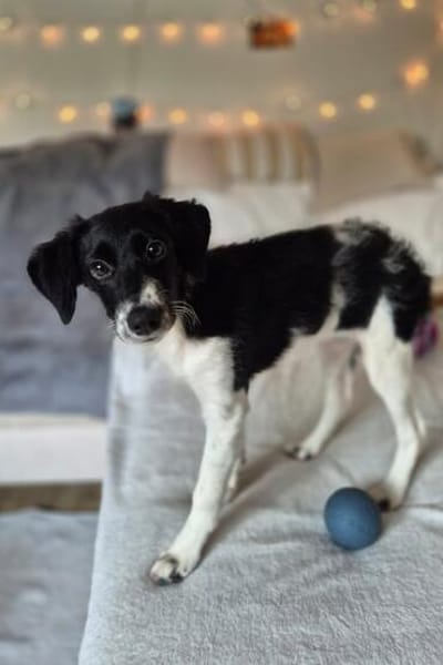 Süße♥Suki♥ wartet in 32130 Enger auf ihre Für-Immer-Menschen