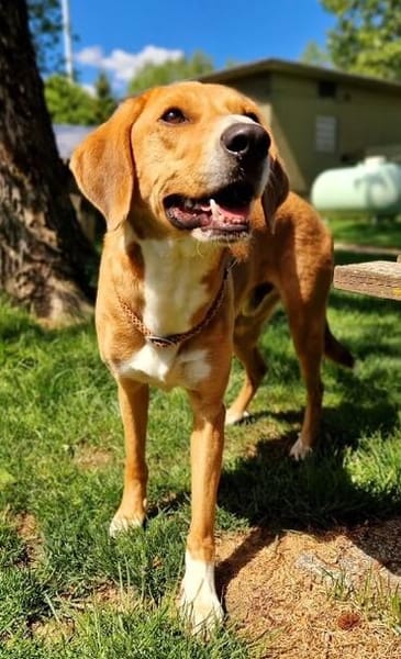 Unser Toffee  ein Hund mit erhöhtem Führungsbedarf