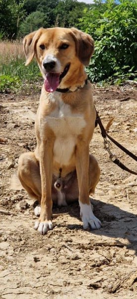 Unser Toffee  ein Hund mit erhöhtem Führungsbedarf
