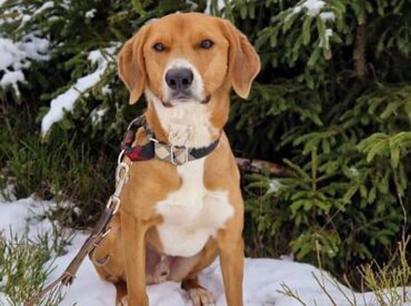 Unser Toffee  ein Hund mit erhöhtem Führungsbedarf