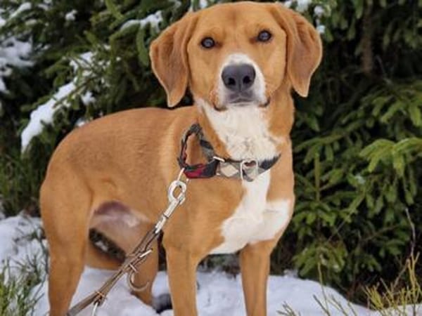 Unser Toffee  ein Hund mit erhöhtem Führungsbedarf