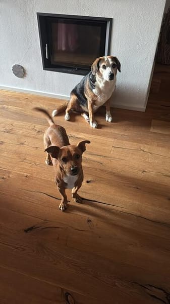 Kleiner Ausbruchkönig sucht seine Menschen