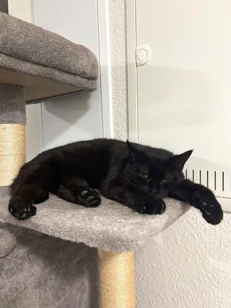 Gina sucht ein liebevolles, ruhiges Zuhause