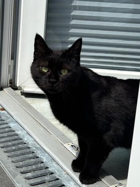 Gina sucht ein liebevolles, ruhiges Zuhause