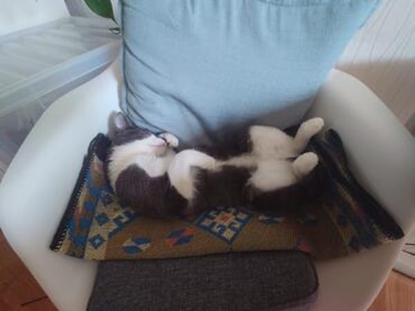 Simba u. Carlos suchen ein liebevolles Zuhause