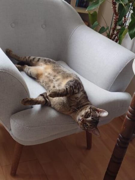 Simba u. Carlos suchen ein liebevolles Zuhause