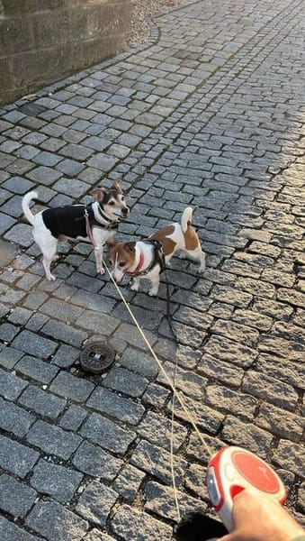 Vermittlungshilfe Linus & Leon