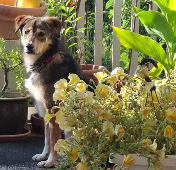 Sammy