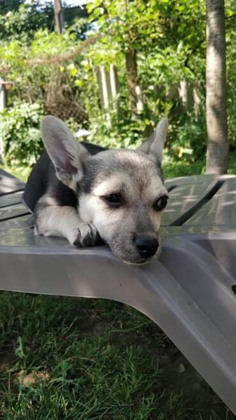 Kleine Elsa sucht ihr Für-immer-Zuhause!