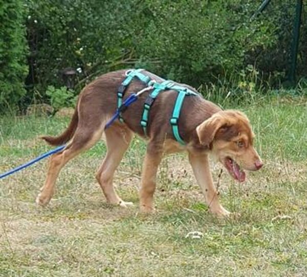 goldiger Welpenjunge Micky auf PS in 92348