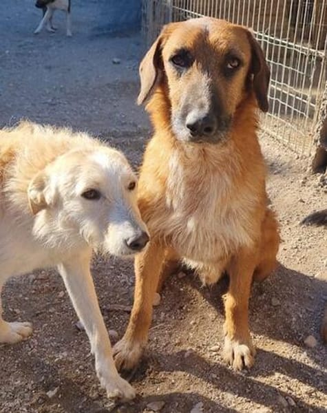 Sanfter ♥ Oscar ♥ wartet schon in 74749 Rosenberg