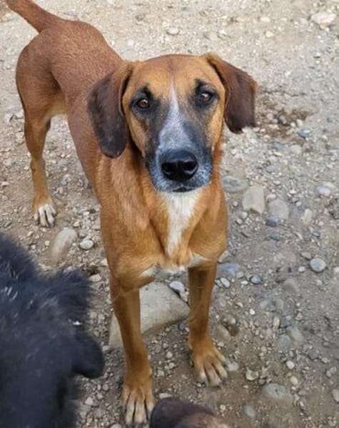 Sanfter Rüde ♥Amigo♥ erwartet dich schon in 74749 Rosenberg
