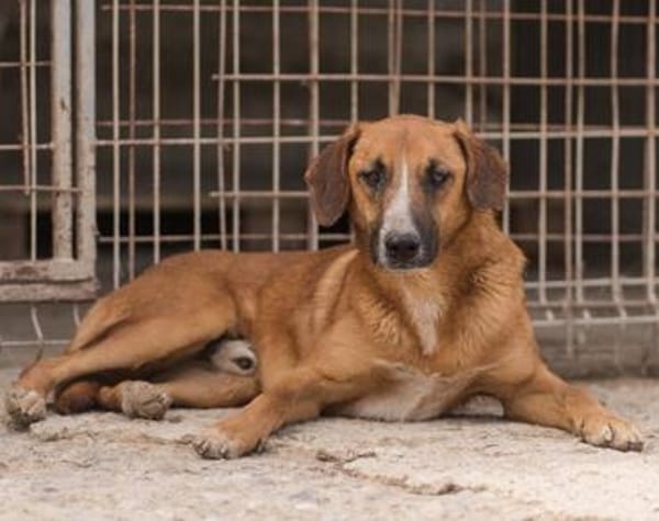 Sanfter Rüde ♥Amigo♥ erwartet dich schon in 74749 Rosenberg