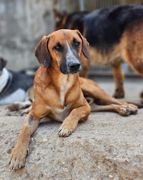 Sanfter Rüde ♥Amigo♥ erwartet dich schon in 74749 Rosenberg