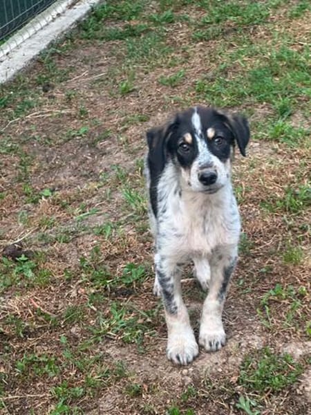 Aurora - Hundekind möchte schlimmen Start verarbeiten