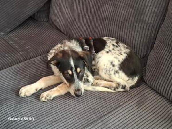 Aurora - Hundekind möchte schlimmen Start verarbeiten