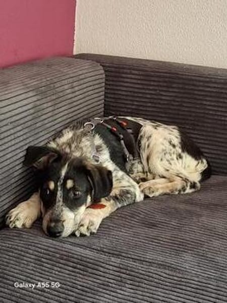 Aurora - Hundekind möchte schlimmen Start verarbeiten