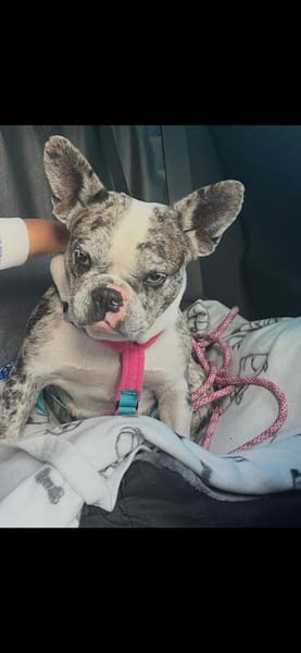 CLOE - sensibel, aber fröhlich und treu